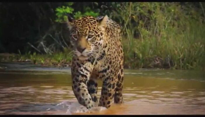 Le quitan la vida a un jaguar en El Nayar
